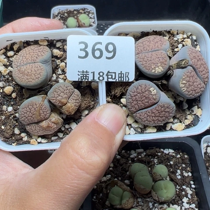 【闪购商品】笨**?369……