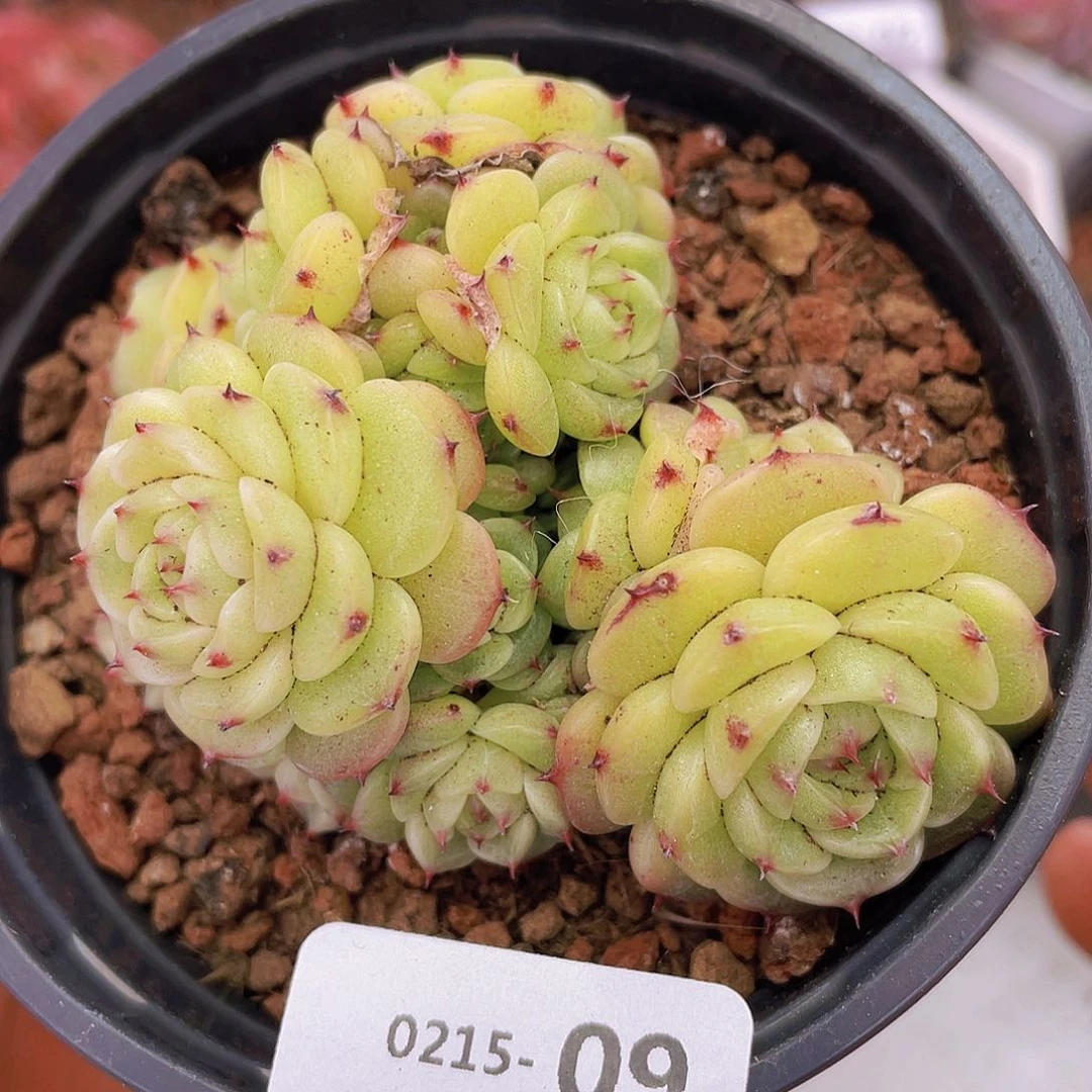 00000000000009量拍