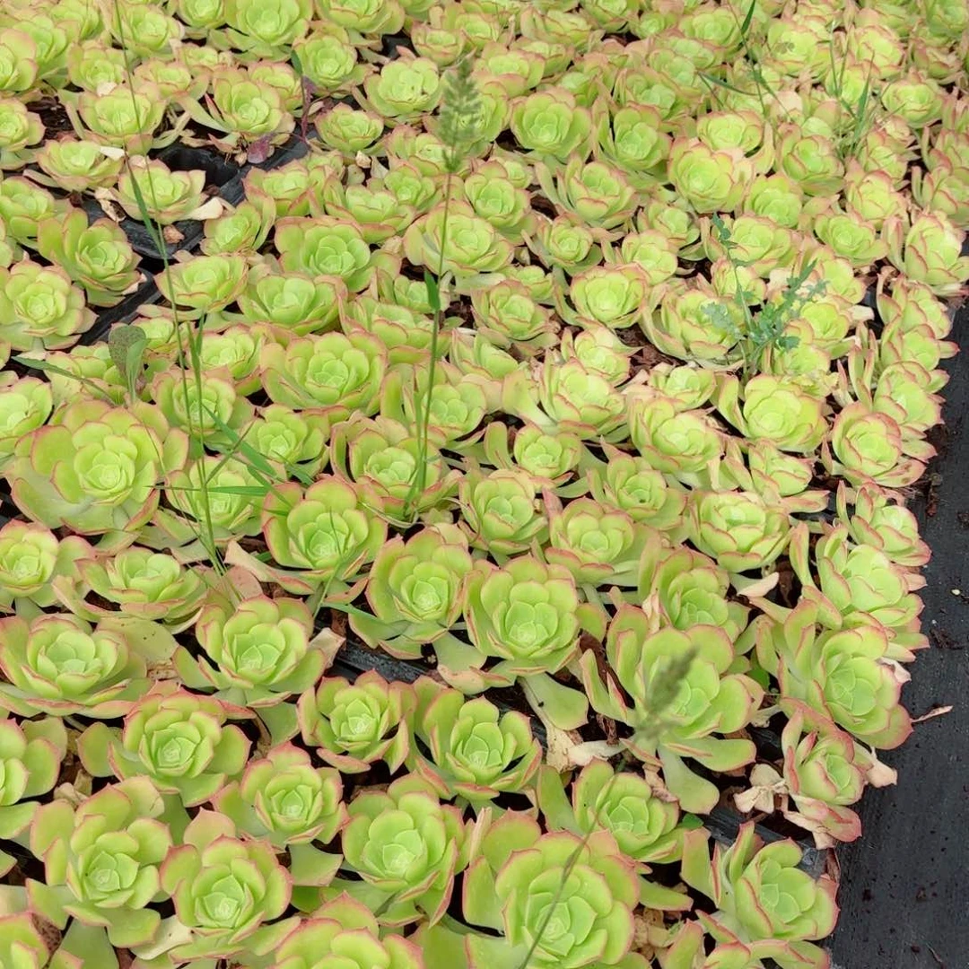 香炉盘穴盘苗量拍拍一发五