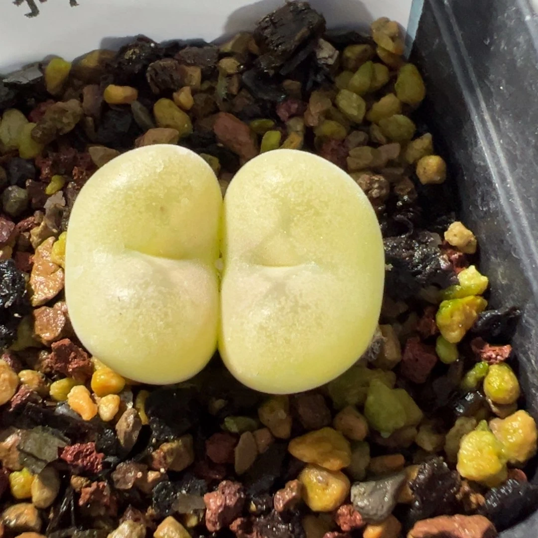 23-69空卡佛多肉植物大战