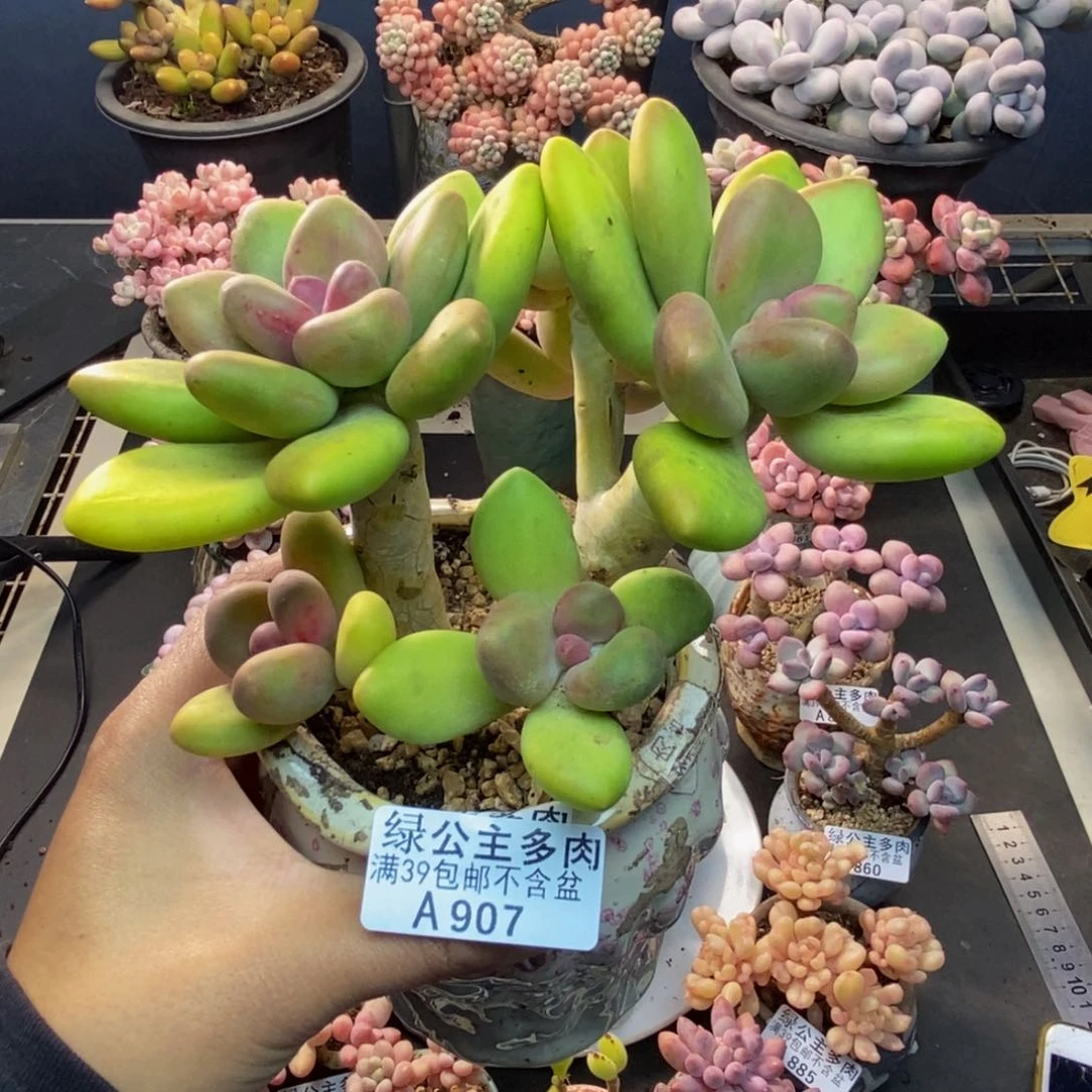 907芒果奶多肉12c m