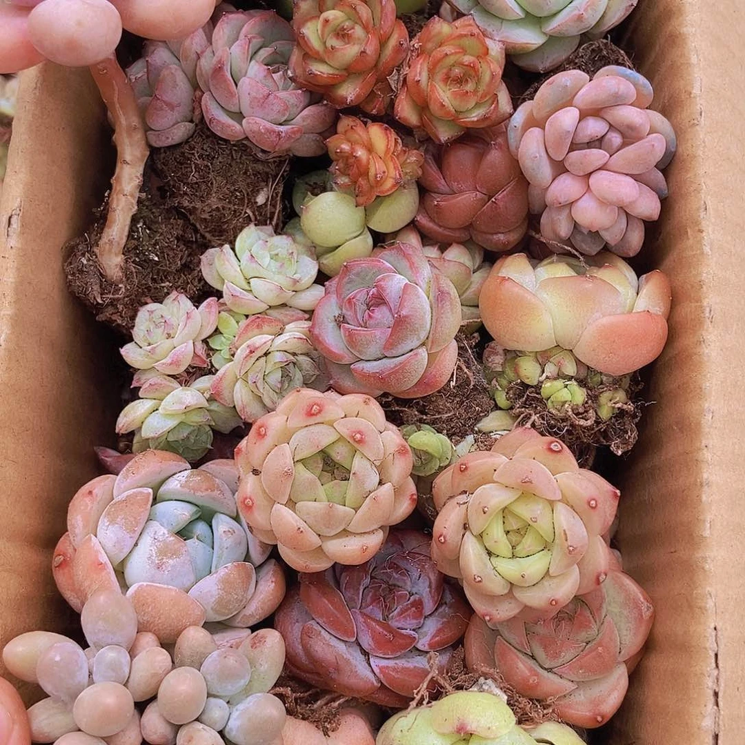 000000000001量拍保底20颗