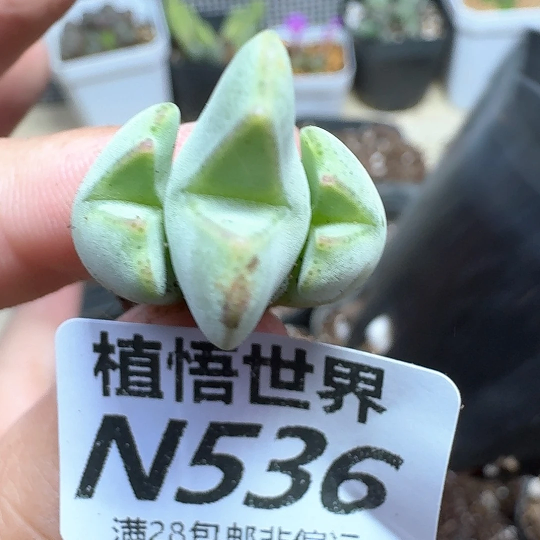 多肉植物的润泽fv