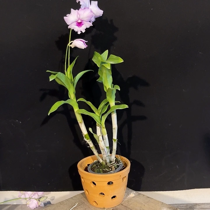 当前无花朵，栽培后可花朵粉卡一点泼567