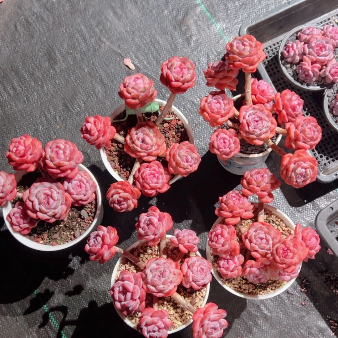 祥****星影精品多肉老桩