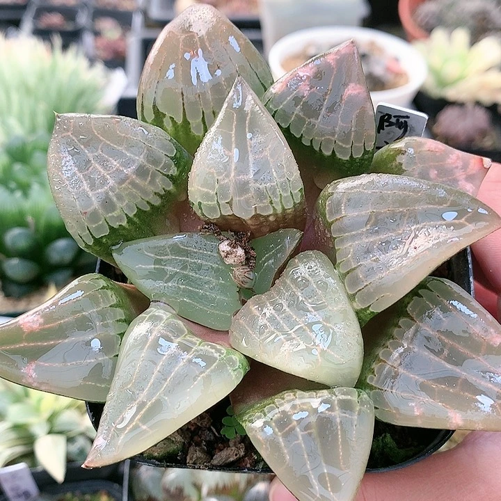 阿房宫一物一拍带盆