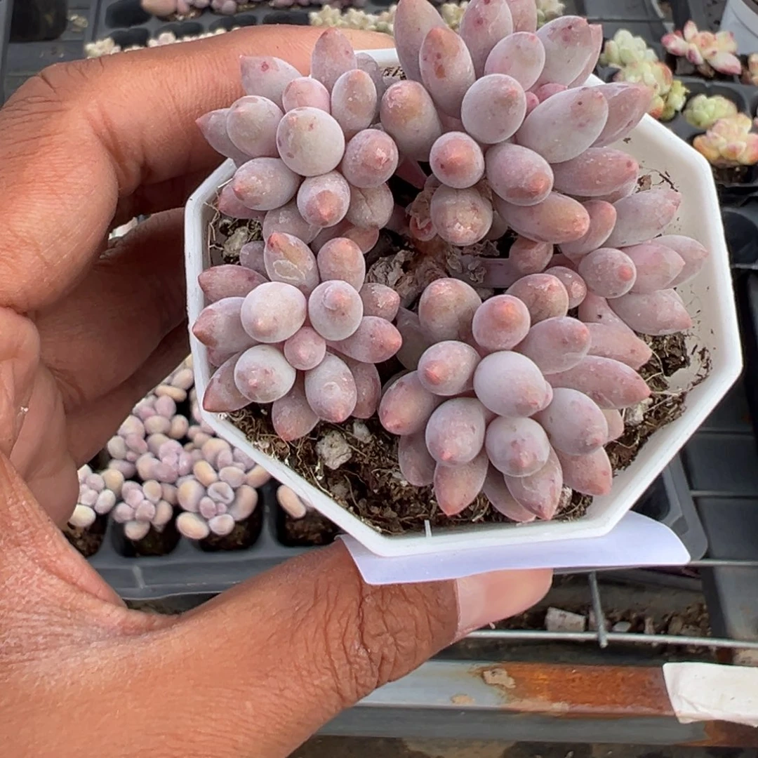 094号婴儿手指群一物一拍满18包邮满26送一颗多肉
