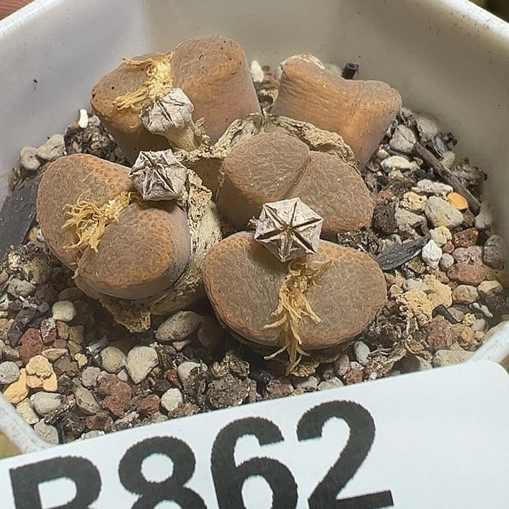 862号特价风铃多肉植物