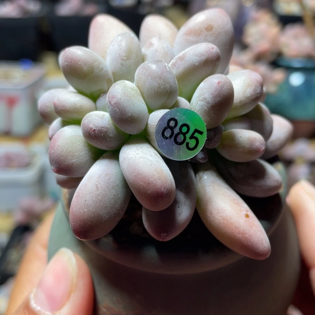 西瓜奶酪缀多肉植物