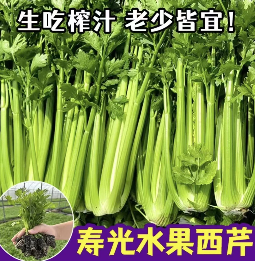 【山东寿光芹菜苗发货】浓香四季芹菜苗西芹苗小院阳台家庭种植