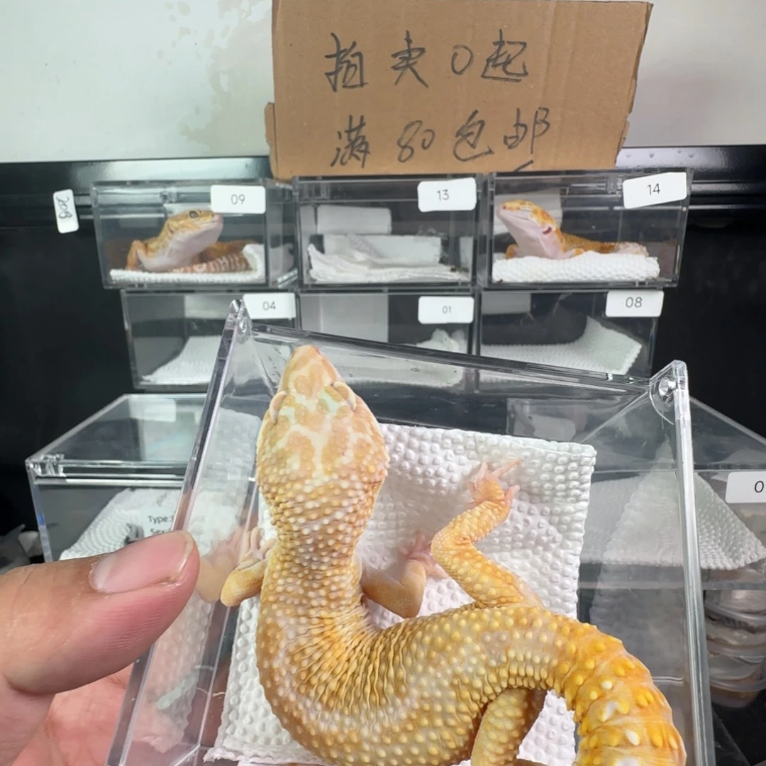 豹纹守宫暴龙弟弟