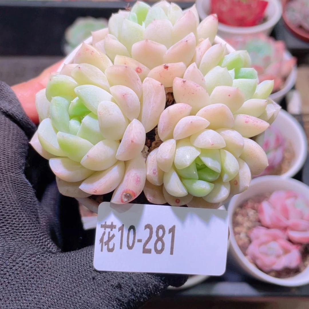 花利美10-281女王