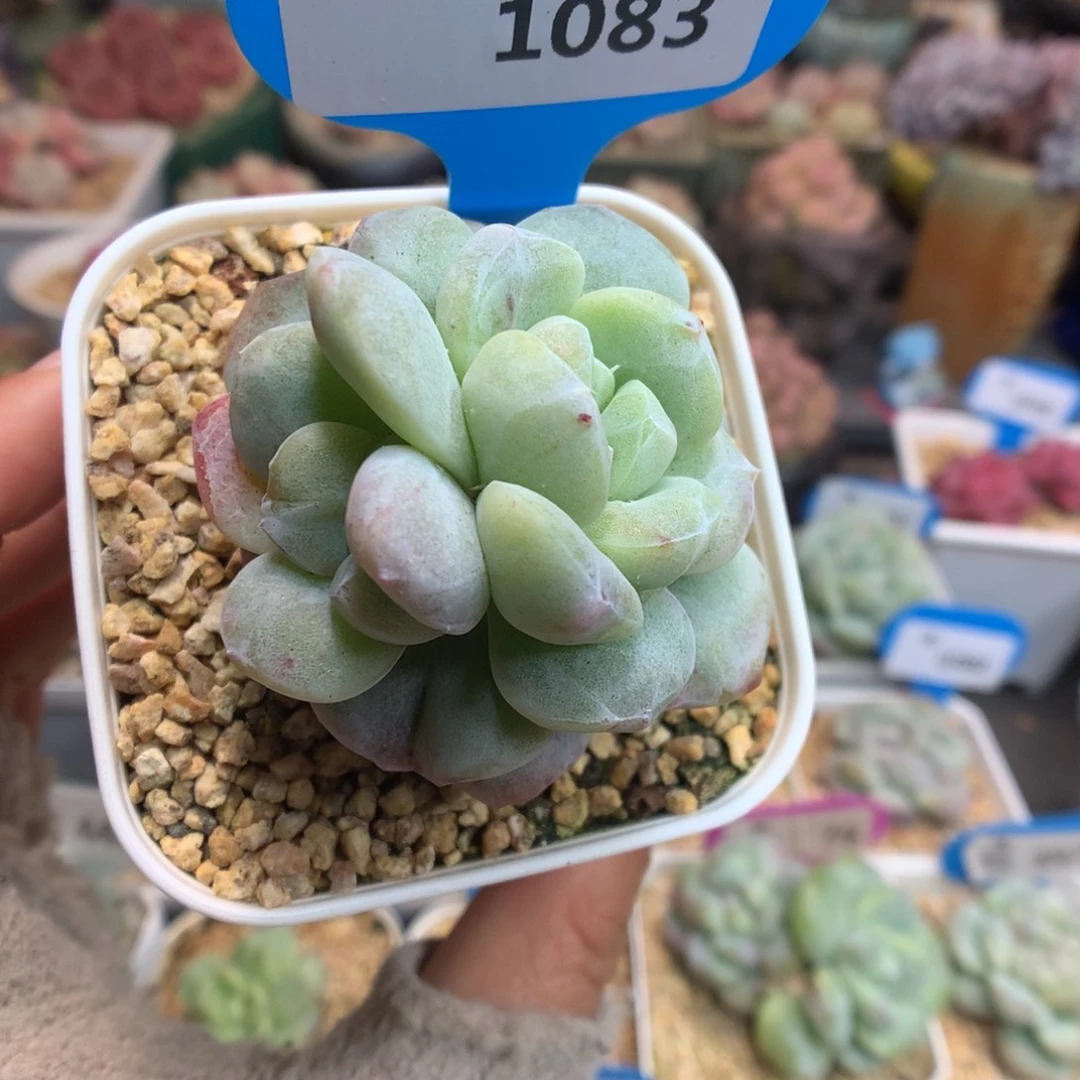 1083双心冰玉石化多肉植物