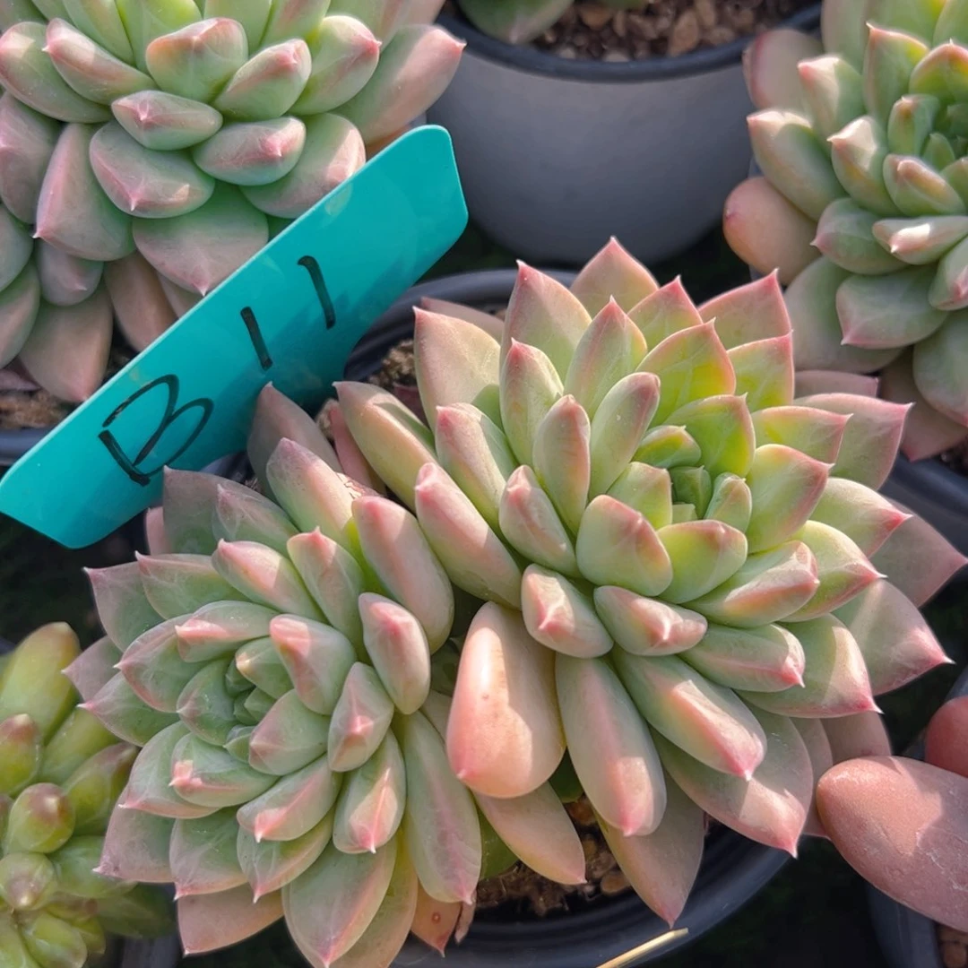 蓉*儿福利来啦打榜啦打榜啦