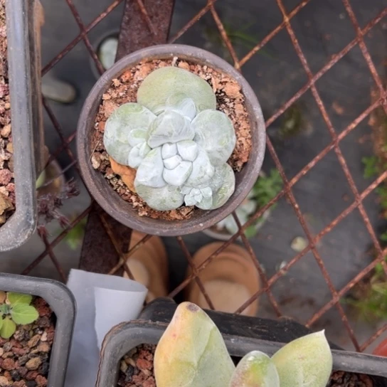 巴***•谢谢宝～一物一拍3038