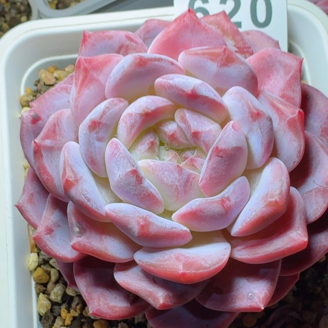 紫魄母本      愿你一路坦途，乘风破浪展宏图