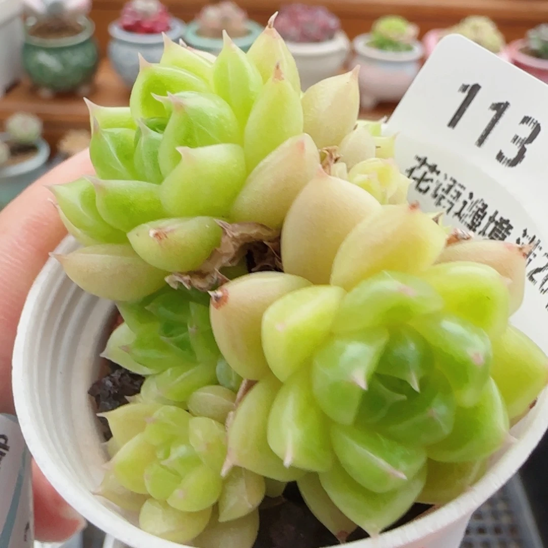 花语逸镜0820-113散
