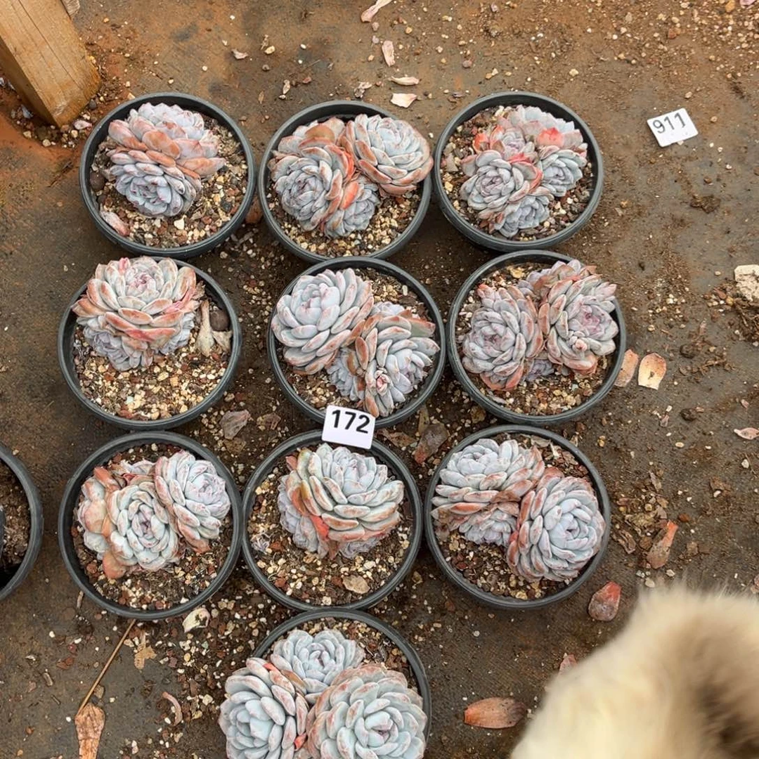 172号  不包整散   不售后 新疆西藏内蒙古不包邮