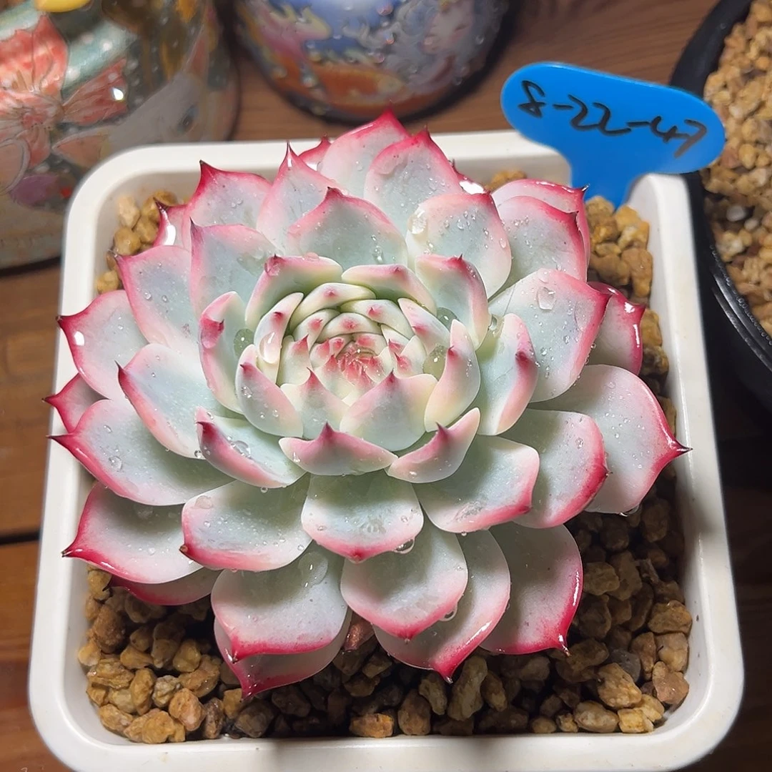 八****8-22-47精控吉娃娃锦