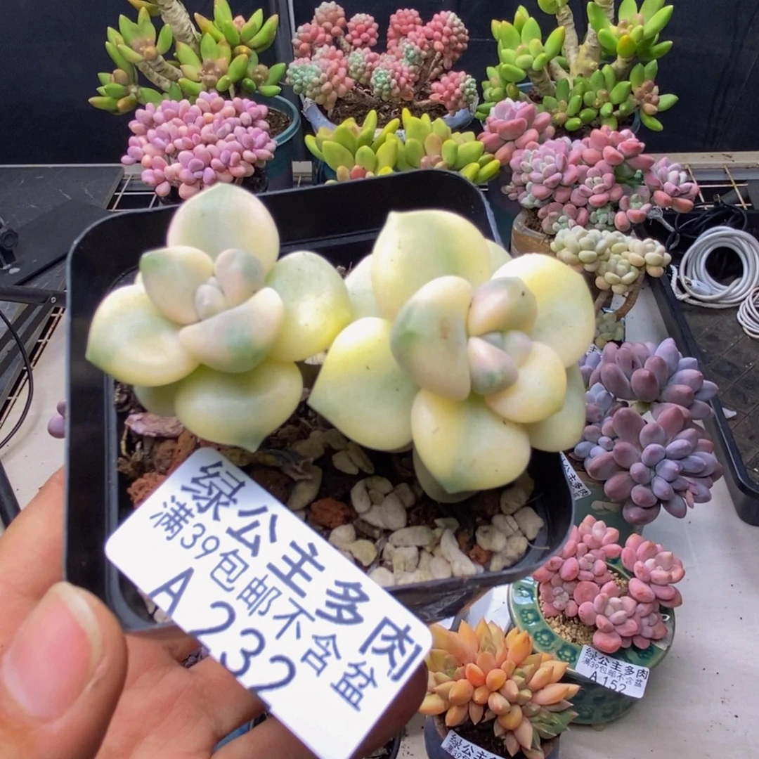 232美杏锦多肉有砍