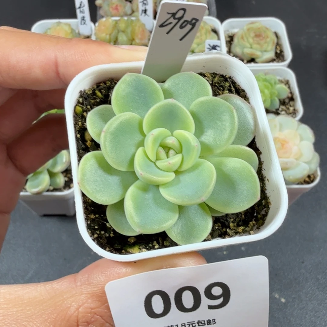 甜心2909帕帕拉恰009