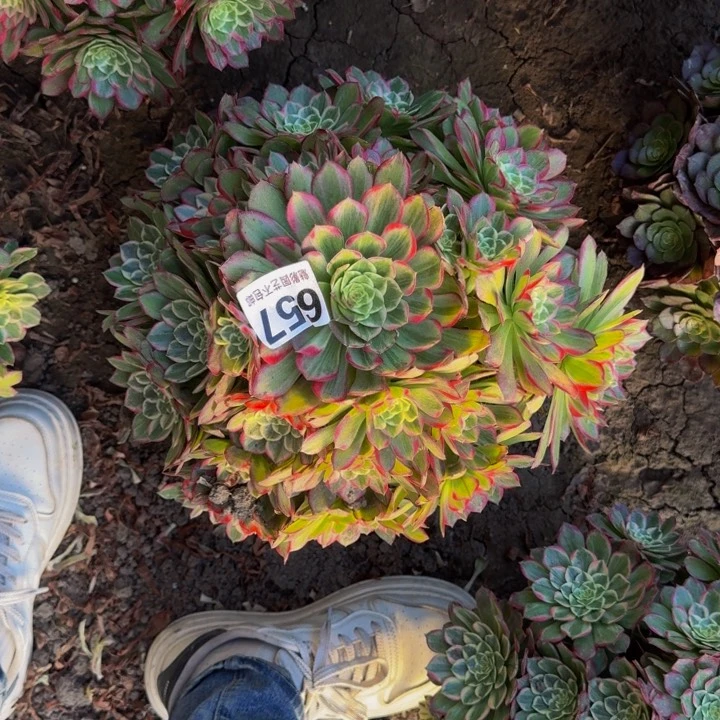 莲花花27-40包邮花花