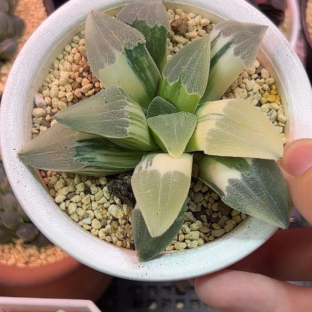 D***n母本锦十二卷多肉植物