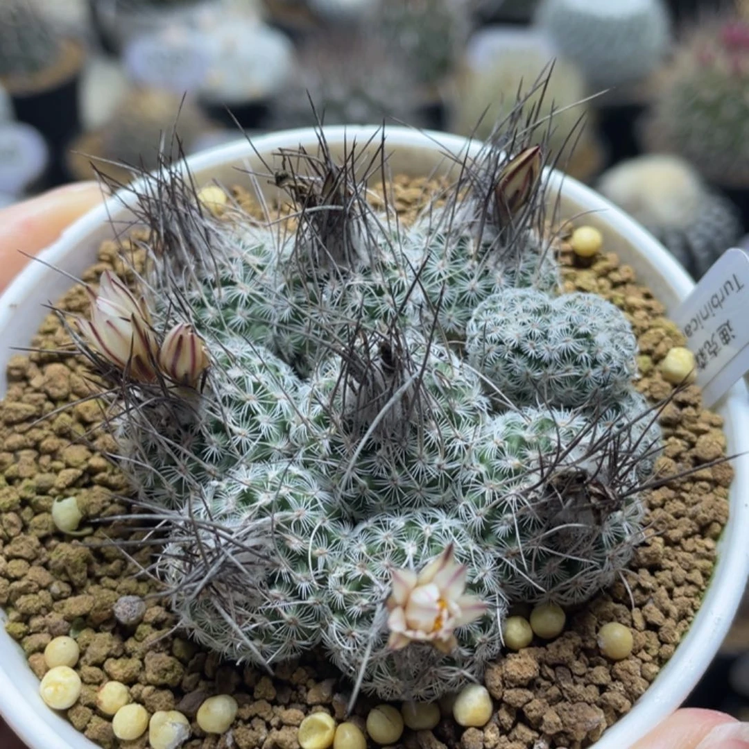 迪克森           实生根