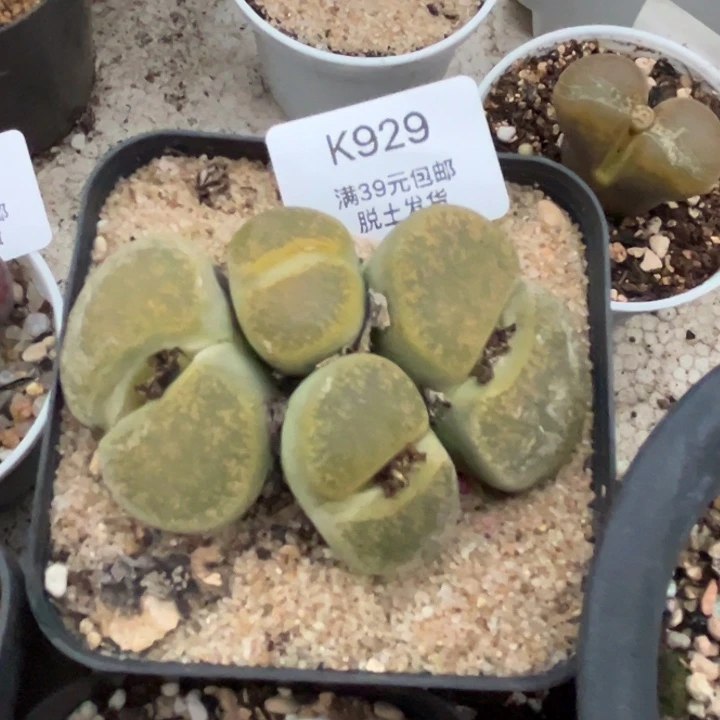 929多肉哈哈哈哈哈哈哈