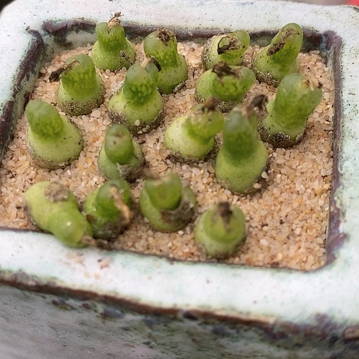 1719小葫芦一颗。