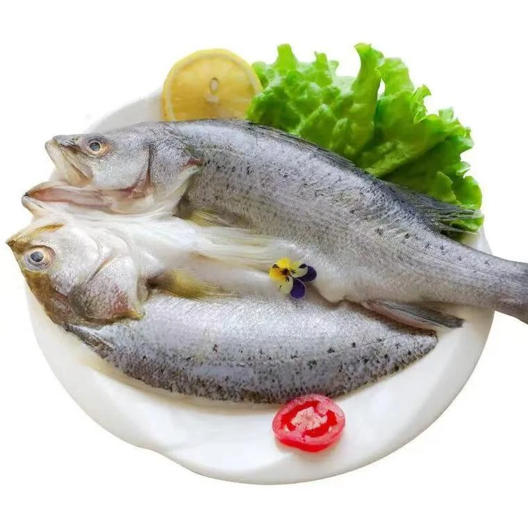 【伊帆与渔业】广东珠海 新鲜鲈鱼每条550g/590一条团购套餐