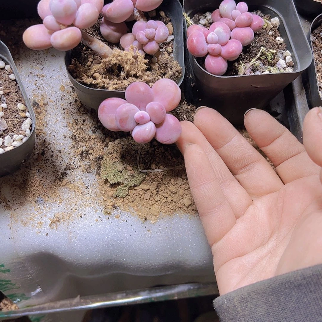 纯沙腰蛋3个混发19包邮多肉