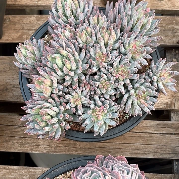 多肉植物，炫彩星