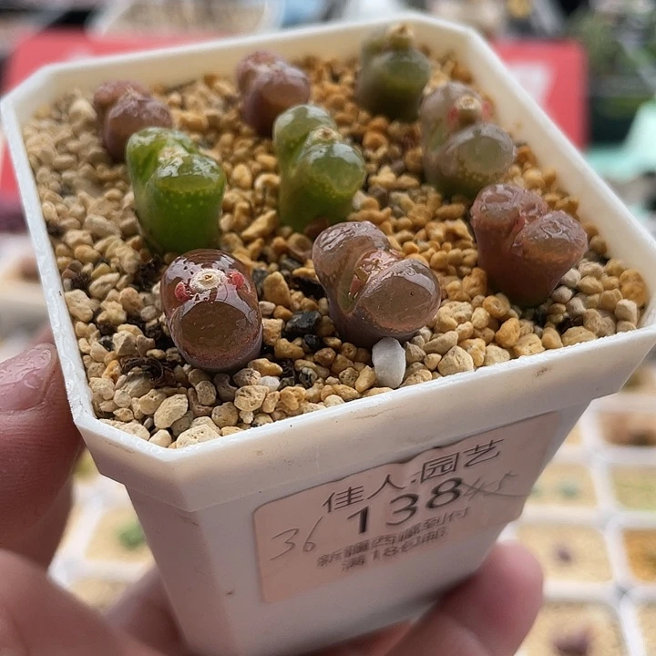 佳人园艺多肉生石花彩风铃138