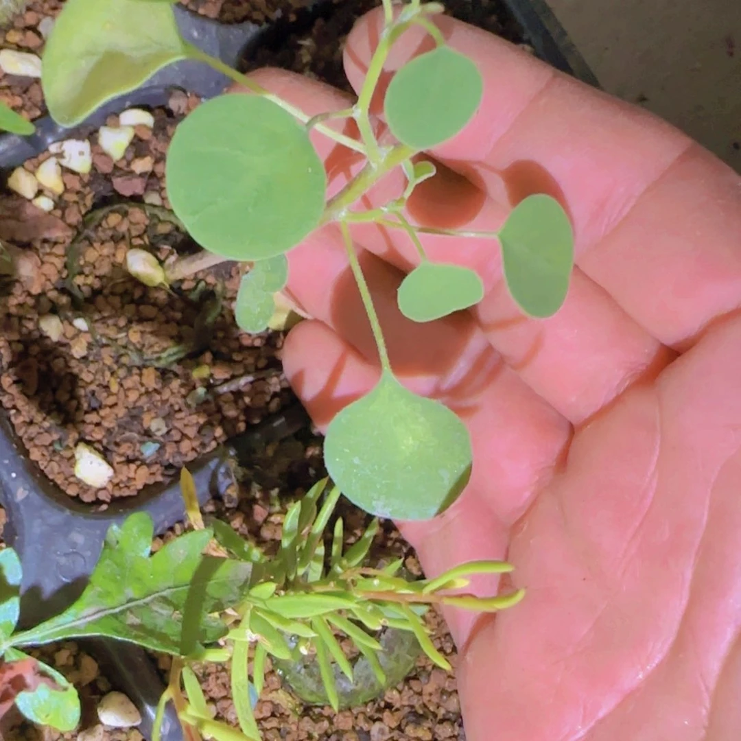 乐****块根植物块根植物