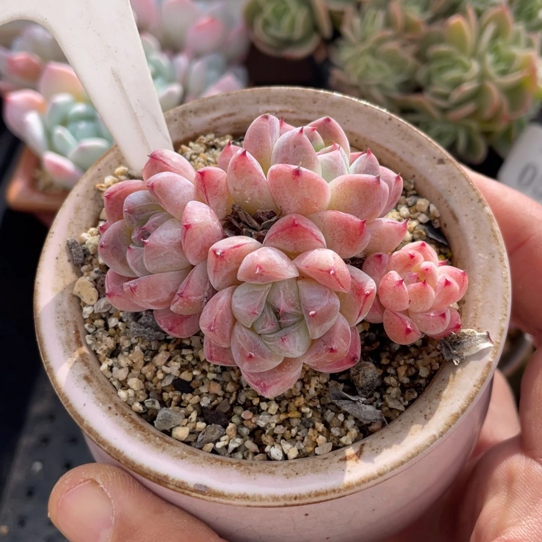 350佳人不带盆7厘米