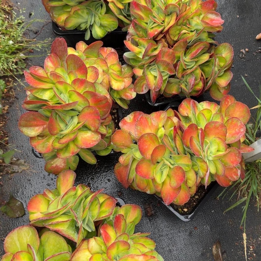 无花朵唐印锦缀特大第二批