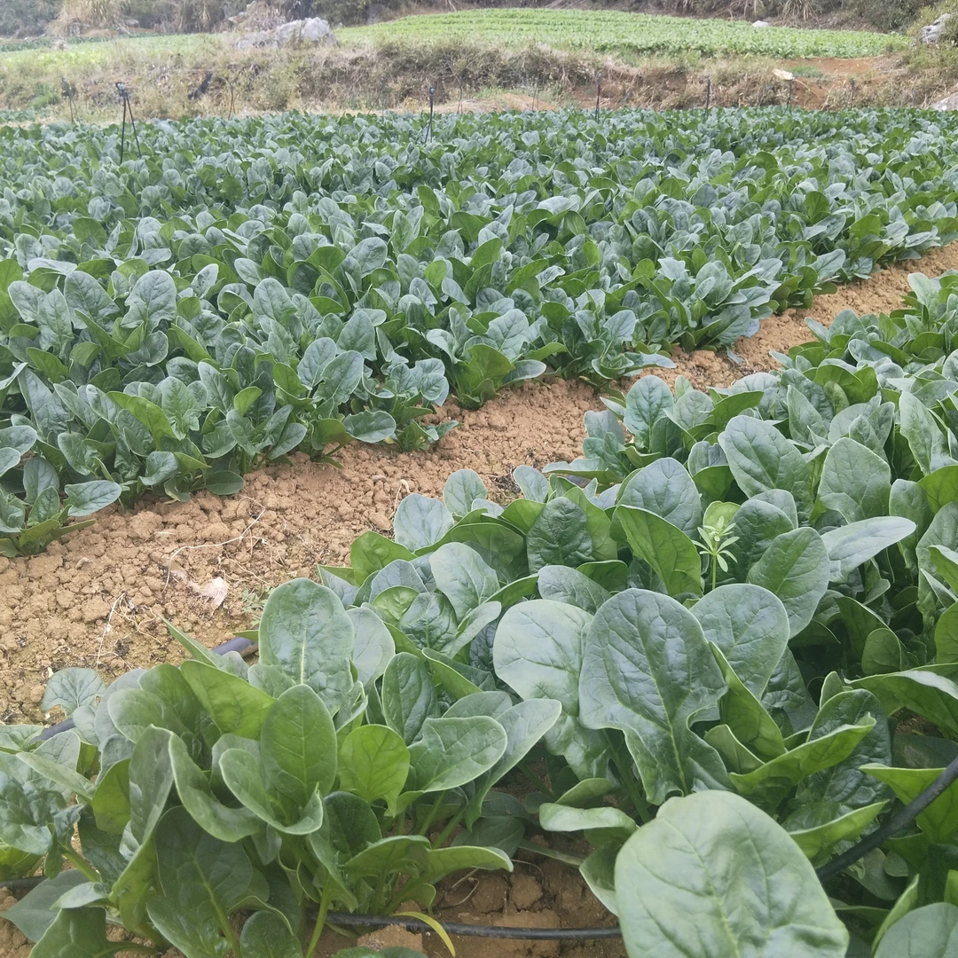 连州露天种植菠菜