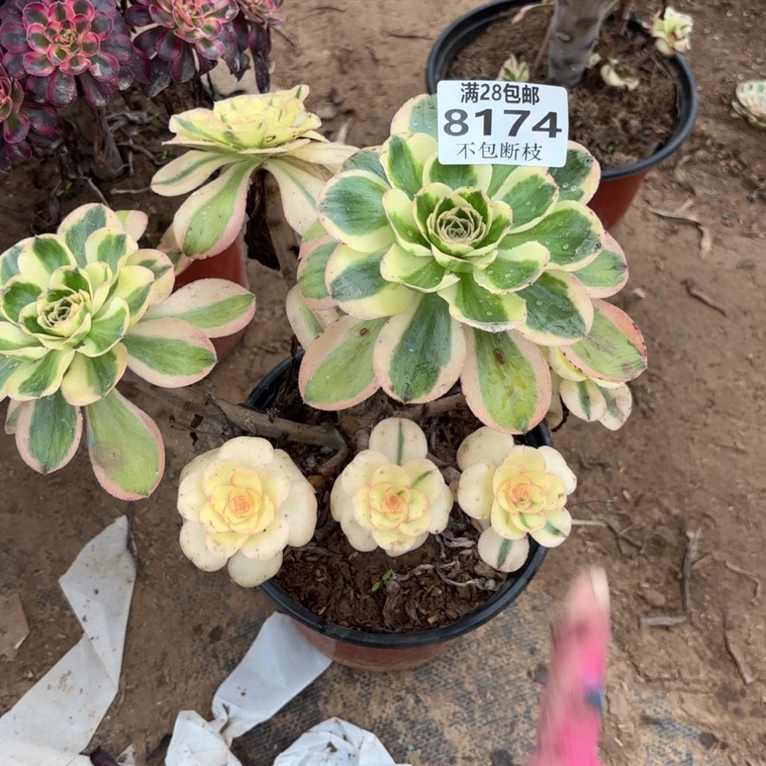 ****水M. 8174燕姿多肉,?ba