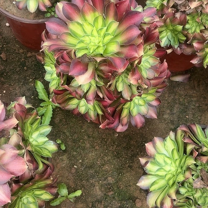 韶华一棵脱土11.8