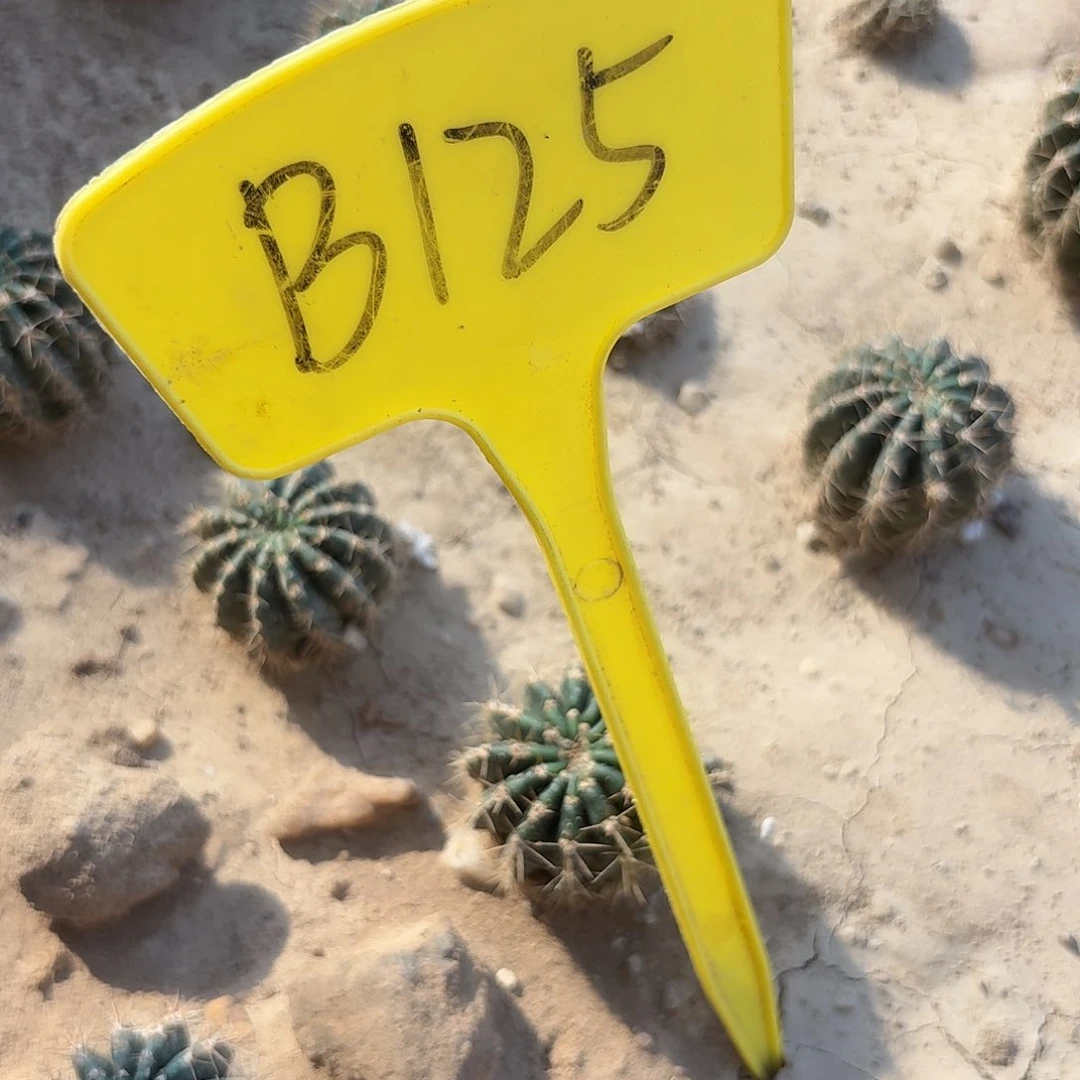 B125,洛可可瑕疵歪头2.5cm