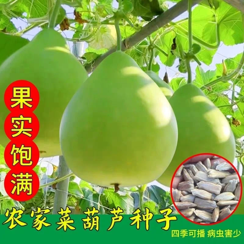 【农家食用菜葫芦种子】早熟农家可食用菜葫芦种籽蔬菜种子