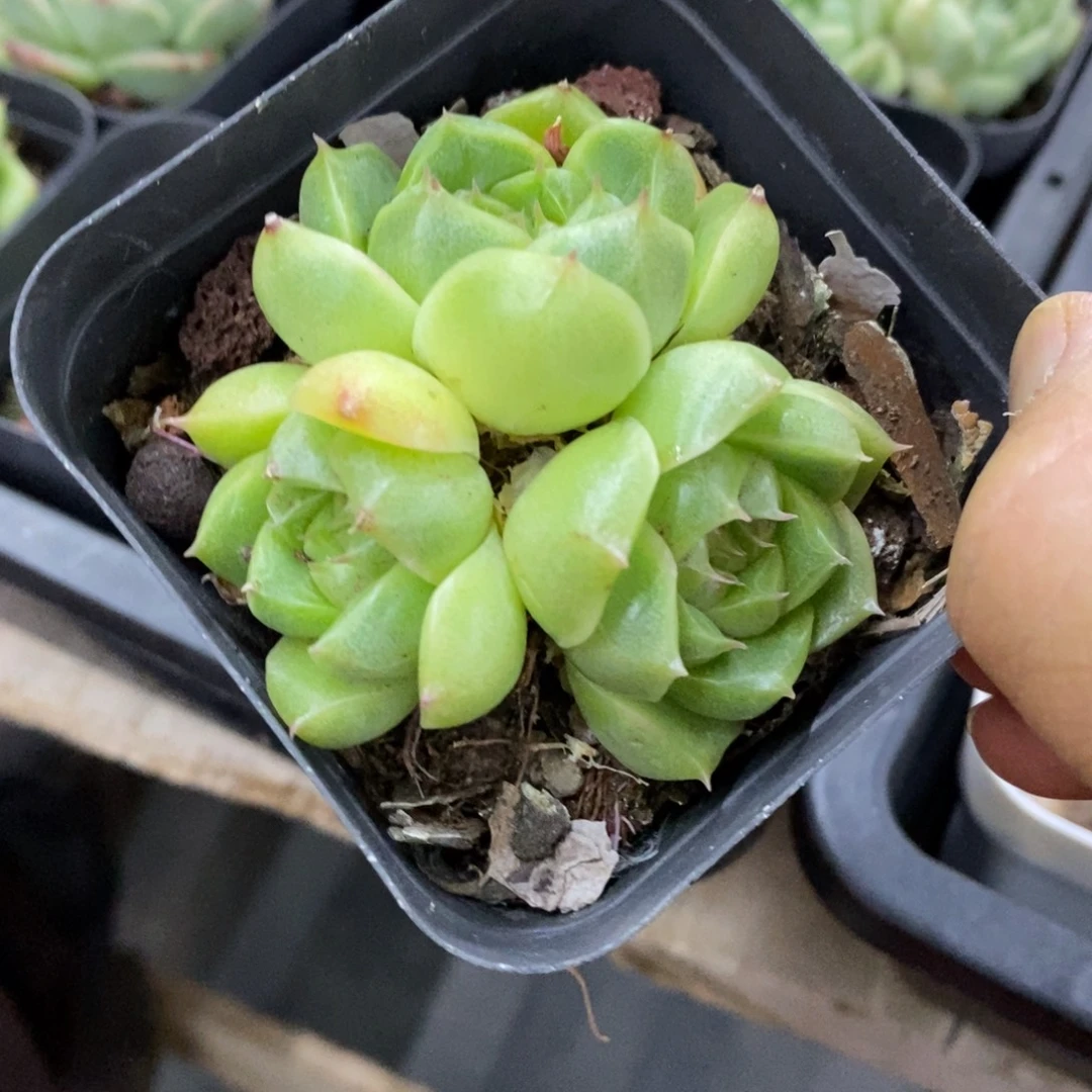 精品多肉一物一拍不包整126