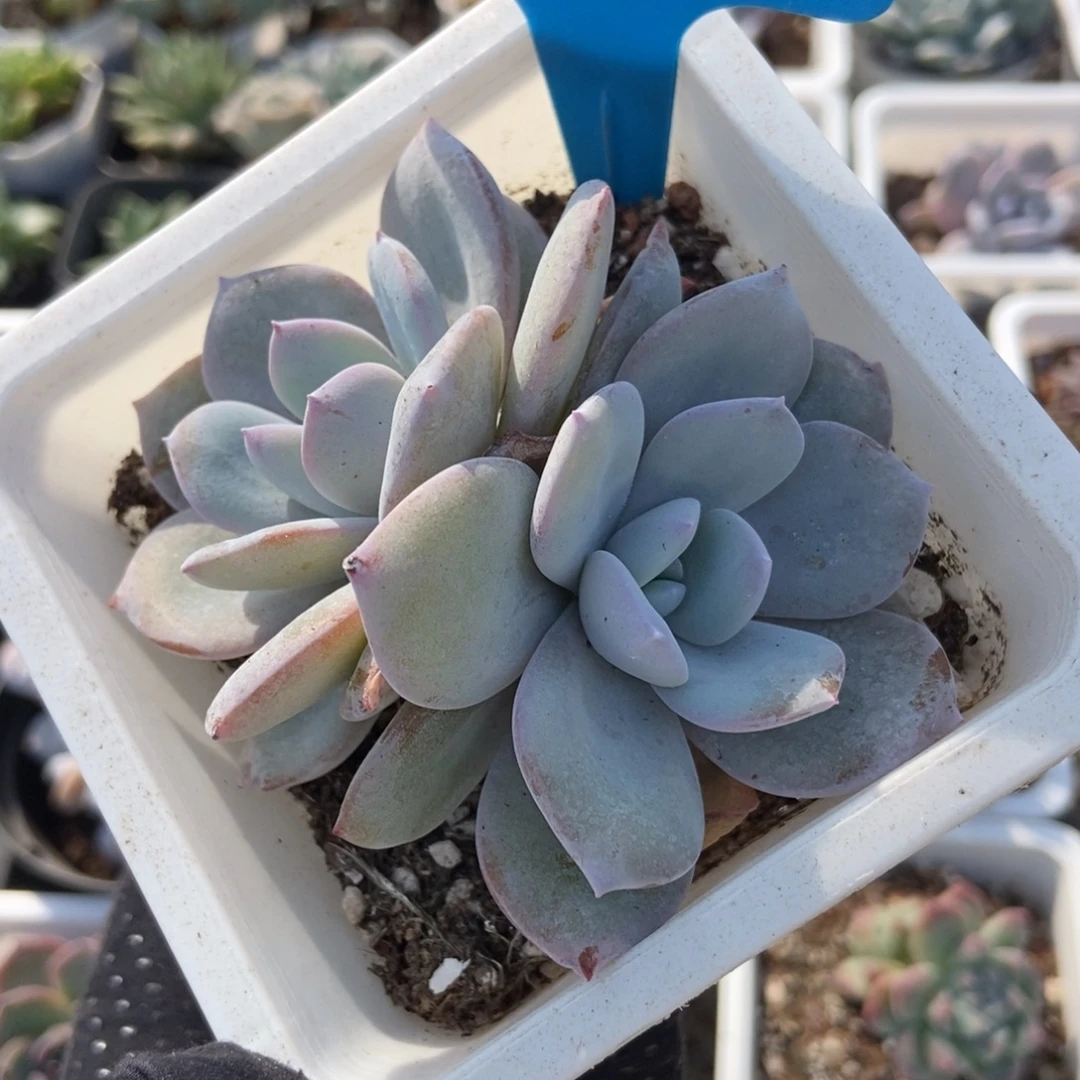 951奶茶多肉植物多肉