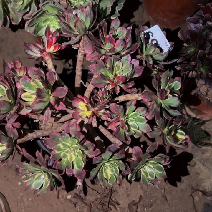 856霁月多肉植物不售后