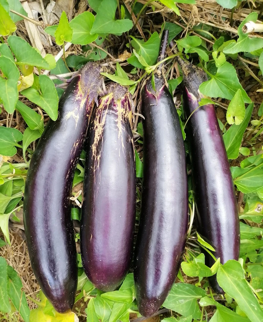 「邮政快递」白竺农家自种新鲜茄子皮薄肉厚凉拌烧烤都适宜