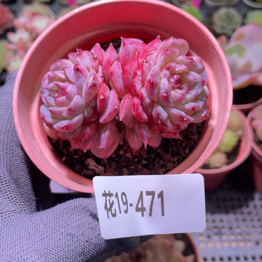 花利美19-471天鹅绒