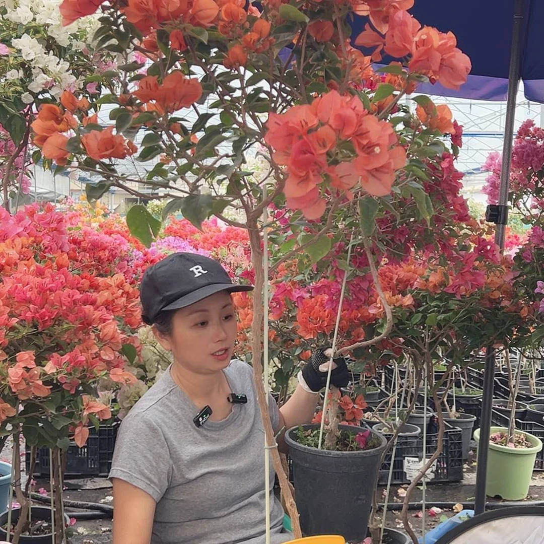 大部分花苞少量开放F68泰国橙