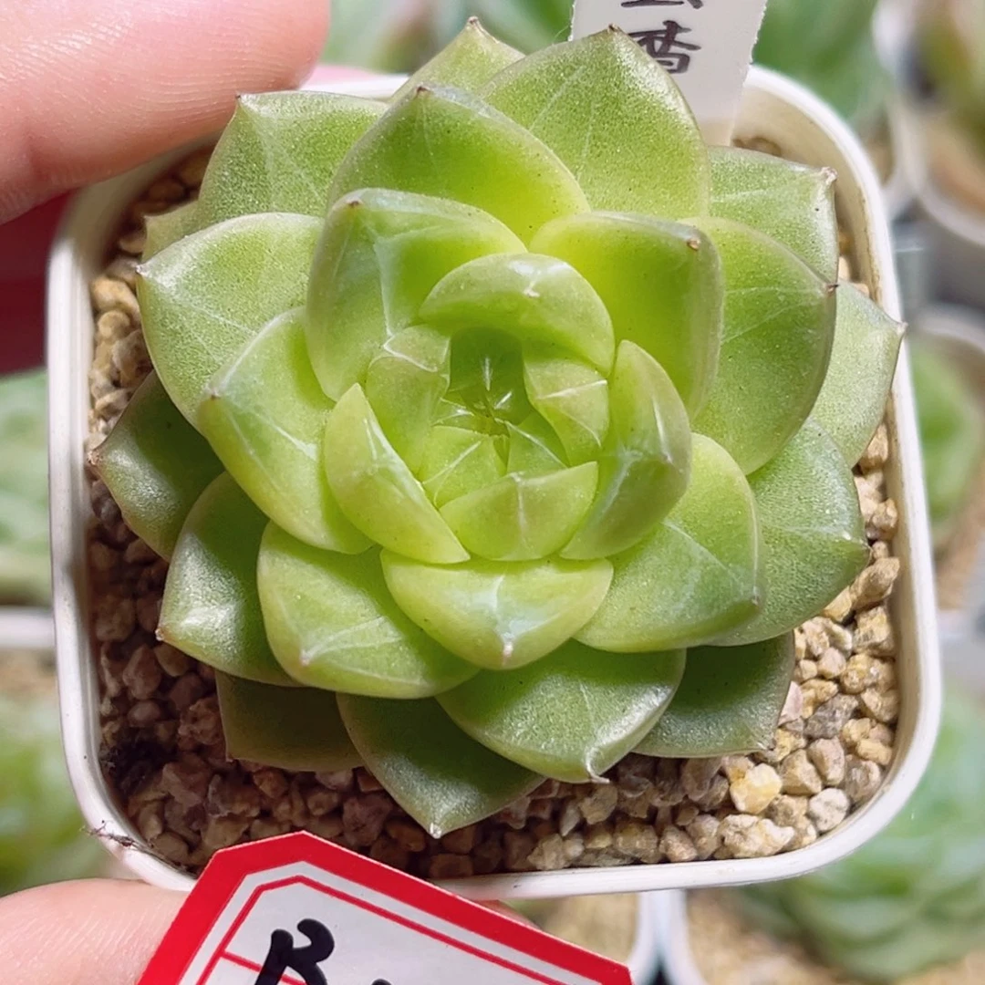 B145 一物一拍 玄杳
