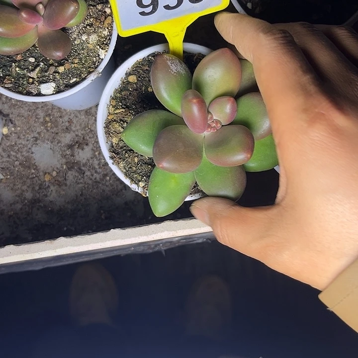 多肉植物芒果奶930